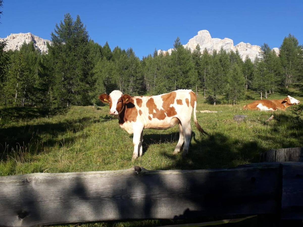 B&B Dolomitincanto Cesiomaggiore Esterno foto